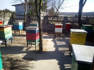 Rodziny pszczele z ulami