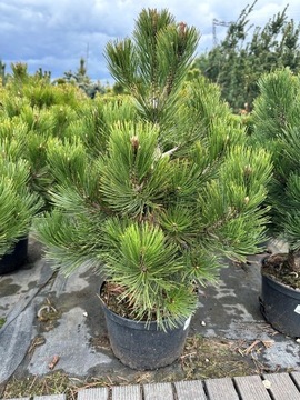 Sosna bośniacka - COMPACT GEM - PINUS HELDREICHII