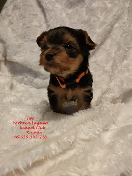 Yorkshire Terrier chłopiec, waga docelowa ok 2,5kg