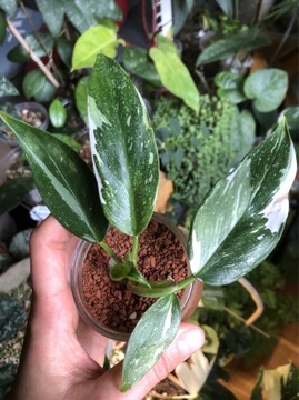 Philodendron White Princess Marble/Galaxy