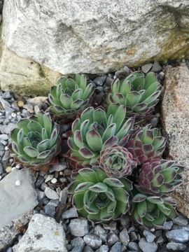 Rojnik 1 Sempervivum ciemnozielony