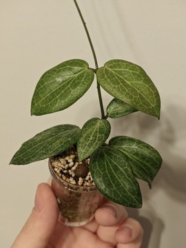 Hoya Fitchii sadzonka ukorzeniona 