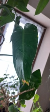 Philodendron duze liscie 