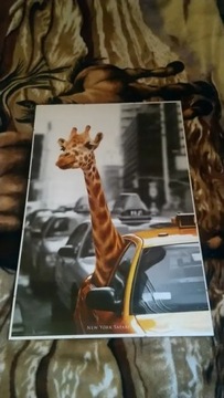 Plakat żyrafa + antyrama 62x93