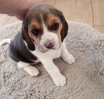 Psy rasy Beagle tricolor 