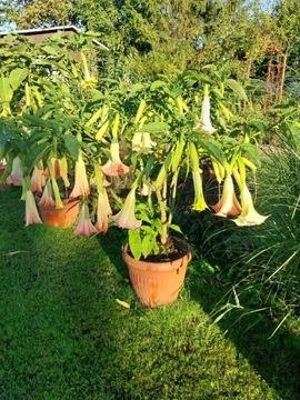 2 SZTUKI ! Datura Brugmansja kolekcjonerskie Pink 