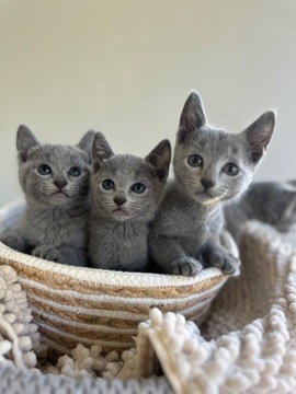 Kociaki Rosyjskie Niebieskie WCF 