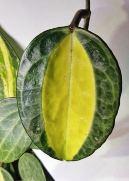 Hoya latifolia 'Pot of Gold' - cięta sadzonka 