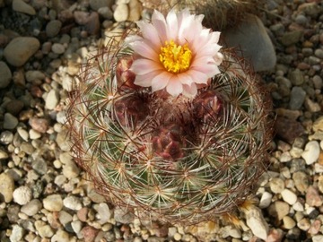 Pediocactus simpsonii v. indraianus RP 96 - 10 n.