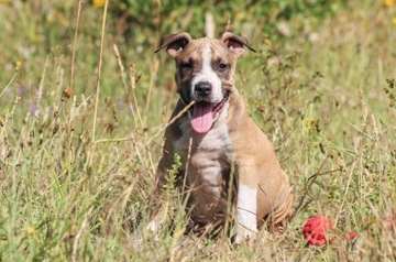 Amstaff American Staffordshire Terrier szczenięta 