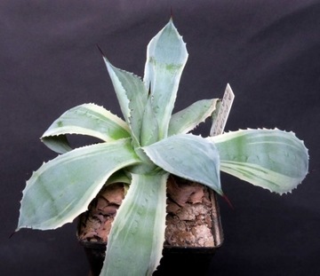 Kaktusy! - Agave 'tradewinds' - RARYTAS!!!