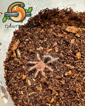 Ptasznik Grammostola pulchripes L2/L3