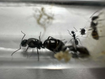 Kolonia Mrówek Camponotus foreli 2023