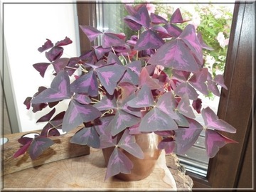 Szczawik trójkątny purpurowy Piękny 10cebul