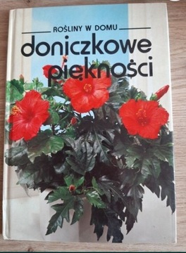 Rośliny w domu - doniczkowe piękności 