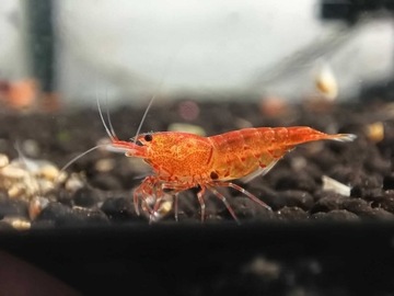 Krewetka Caridina Bloodshot KETRAB