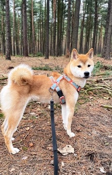 Shiba odchowana 