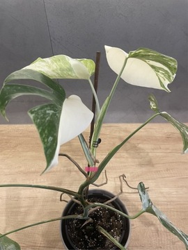 Monstera Variegata szczyt trzy liście HALF MOON