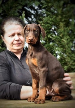 Doberman piękny szczeniak