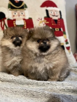 Pomeranian Szpic Miniaturowy girl end boy Zkwp FCI