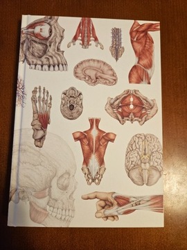 Notes anatomiczny Marta Pawelec 