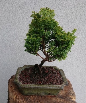 Drzewko Bonsai Cyprys Japoński Hinoki Pre Bonsai 