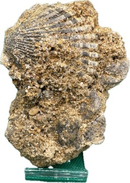 Skamielina małża z Podkarpacia Miocen