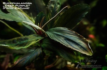 Bucephalandra Deep Purple [from Kapuas] od Vasteq