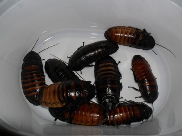 karmowka karaczany madagaskarski 100szt 5-6cm owad