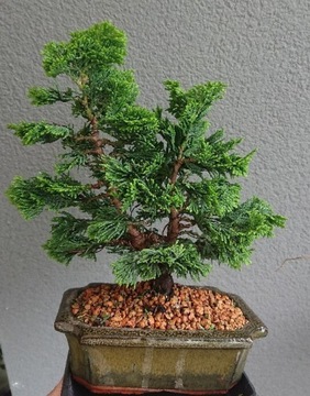Drzewko Bonsai Japoński Cyprys Hinoki
