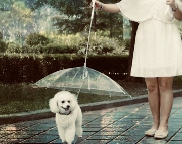 Parasol dla psa z wbudowaną smyczą