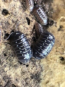 armadillidium klugii pudding