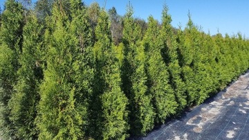 Tuja, thuja szmaragd z gruntu 140-150cm 45zł