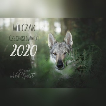 Kalendarz 2020 Wilk Wilczak Czechosłowacki A3