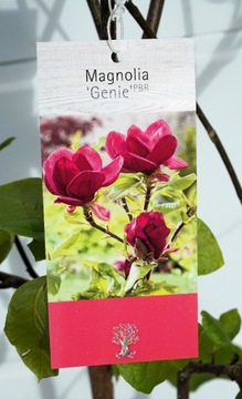 MAGNOLIA GENIE * DUŻY OKAZ * CUDO * DRZEWKO