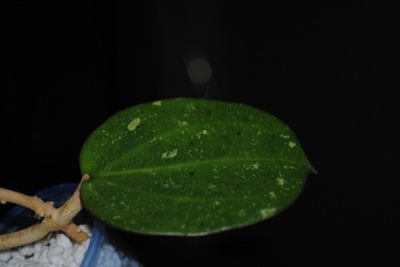 Hoya sp. Da Lat long leaves  Hoja 