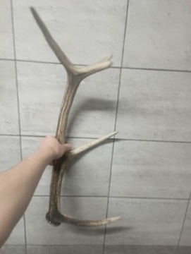 Poroże jelenia 68cm