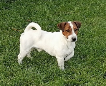 JACK RUSSELL TERRIER REPRODUKTOR ZKwP / FCI 