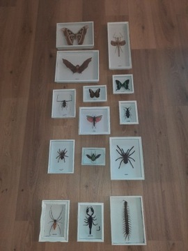 Kolekcja żywych owadów 