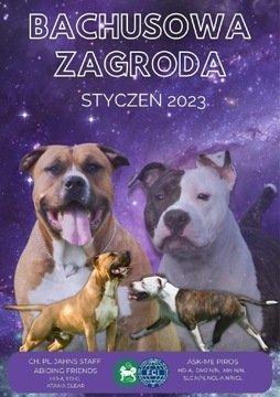 Amstaff szczeniaki 2023 fci zkwp amstaffy