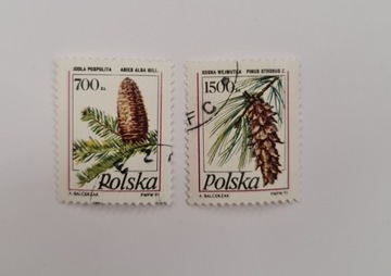 3164 3165 Polska Owoce drzew iglastych (1)