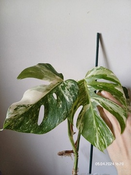 Szczyt Monstera variegata 