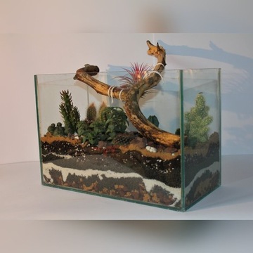 Las w słoiku - kompozycja pustynna w akwarium