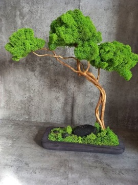 Drzewko bonsai z mchem chrobotek