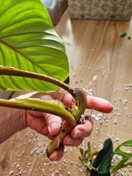 Philodendron mamei silver