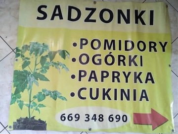 Ogorki sałatkowe i gruntowe