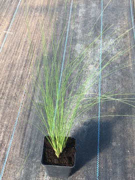 Stipa tenuissima ostnica mocna 'pony tails'