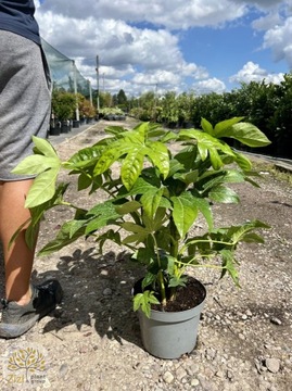 Facja Japońska / Fatsia 'Spider's Web' / 30-40cm