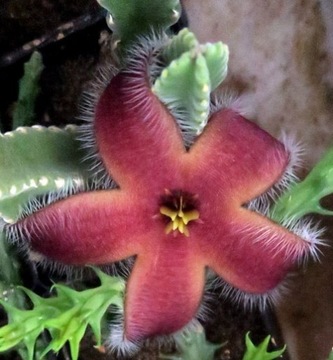 Kaktusy! - Stapelia gigantea - RARYTAS!!!