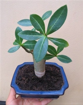 Adenium arabicum bonsai minibaobab róża pustyni